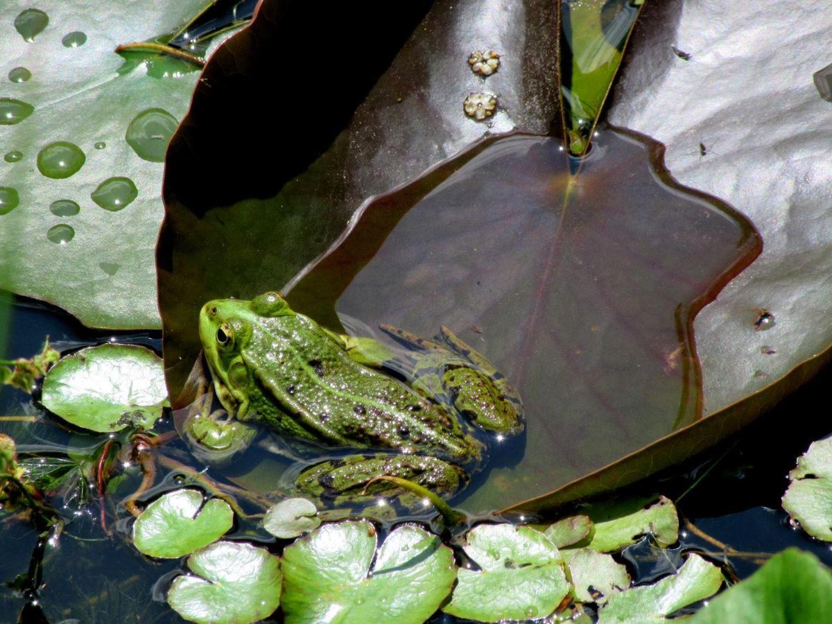 Gites Le Verger Taintrux Exteriér fotografie